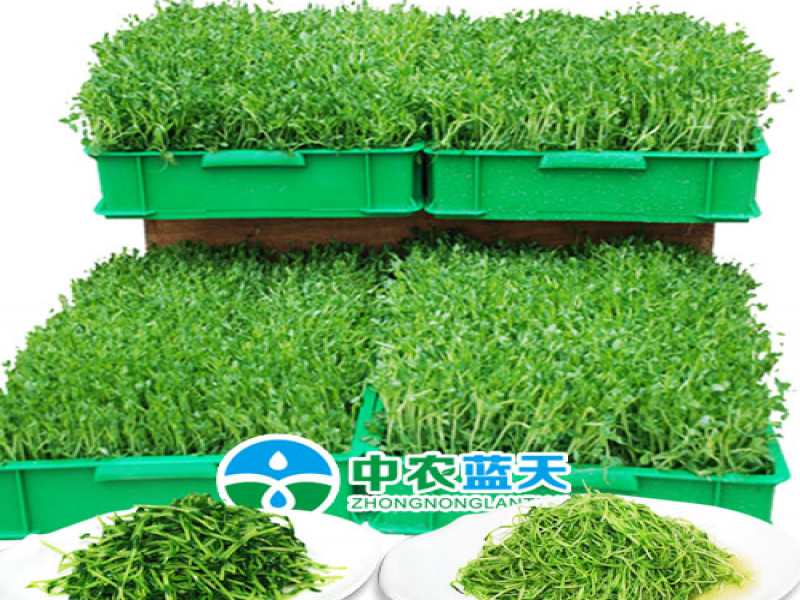 中農藍天有機芽苗菜