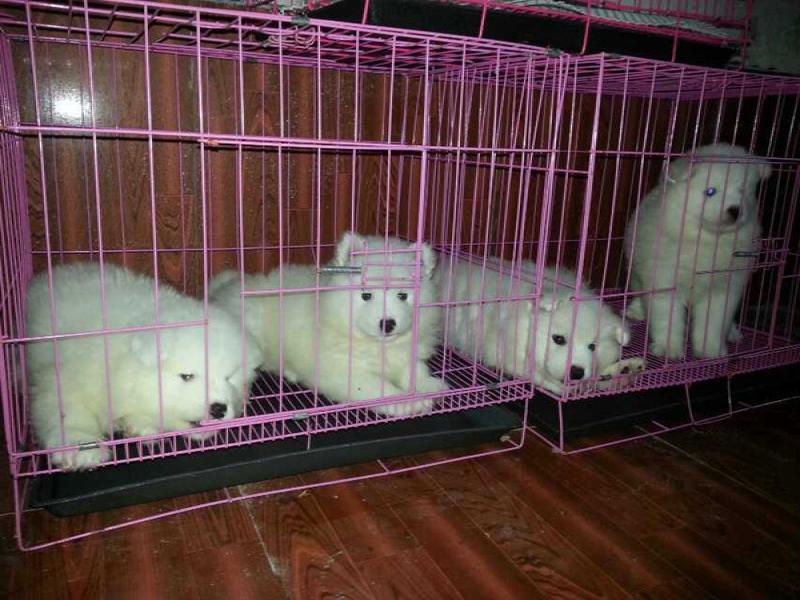 晨辰印花貼布拉胸牽引帶