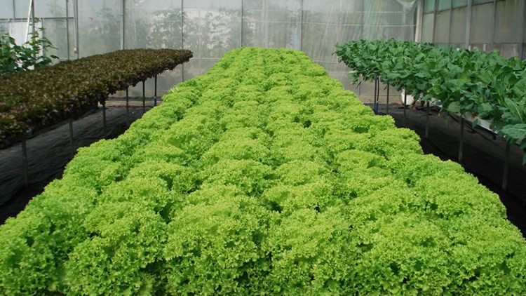 中農(nóng)共信有機(jī)瓜菜工廠創(chuàng)業(yè)-無土栽培技術(shù)培訓(xùn)-有機(jī)蔬菜市場(chǎng)前景