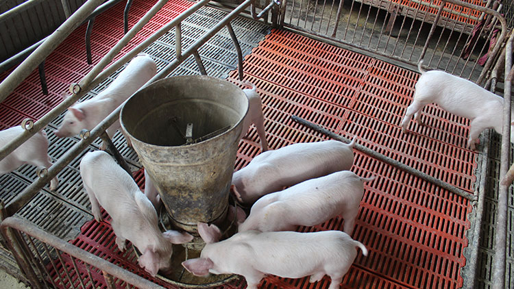 酒立方釀造設(shè)備