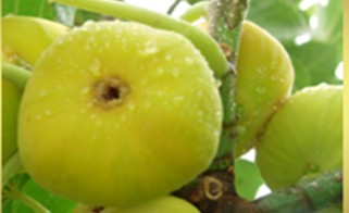 薩爾布拉克名優特產