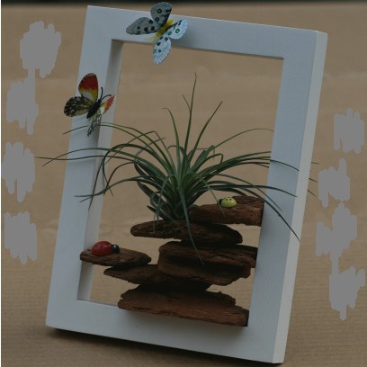 生態桌寵植物生態相框