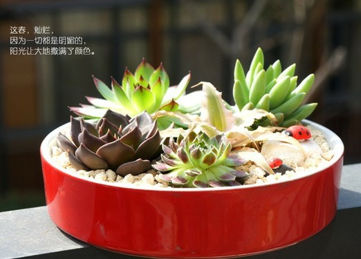 美格生態桌寵生態小花園