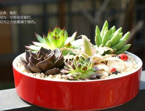 美格生態桌寵生態小花園