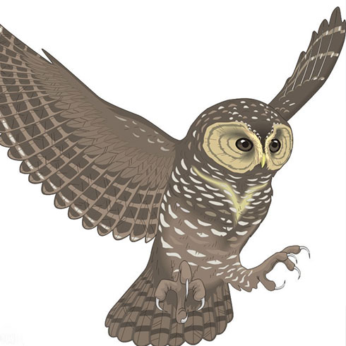 宏信手工藝制作技術培訓產品-貓頭鷹工藝制品