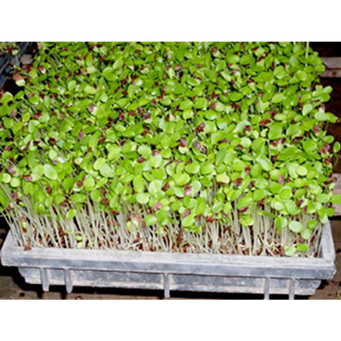 愛心農場芽苗菜產品-愛心農場芽苗菜綠豆芽