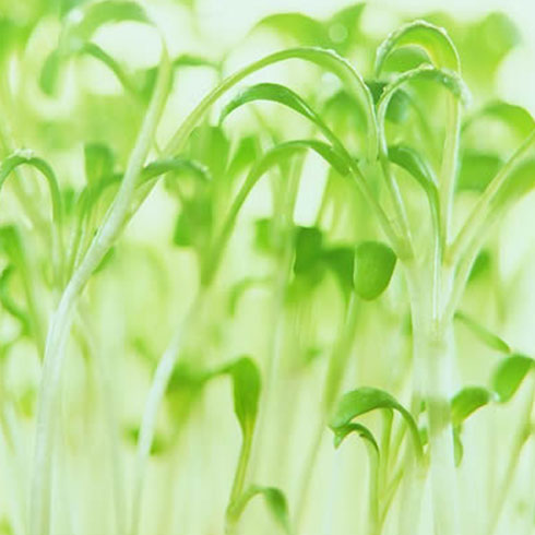 愛心農場芽苗菜產品-白芹芽苗菜