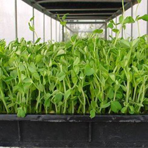 愛心農場芽苗菜產品-豌豆芽