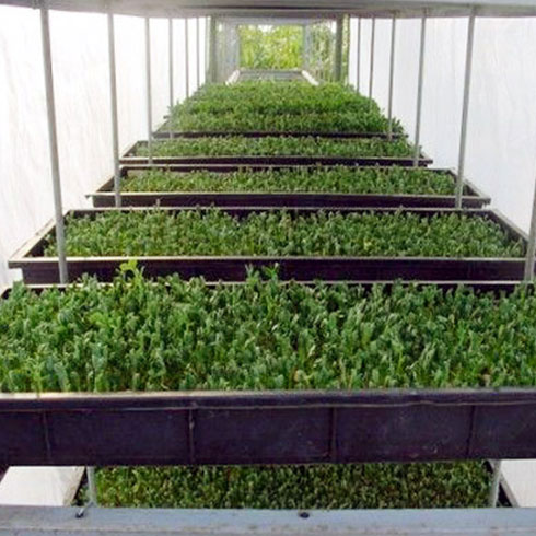 愛心農場芽苗菜產品-無公害芽苗菜