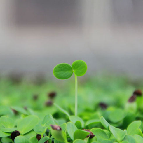 愛心農場芽苗菜產品-綠色芽菜