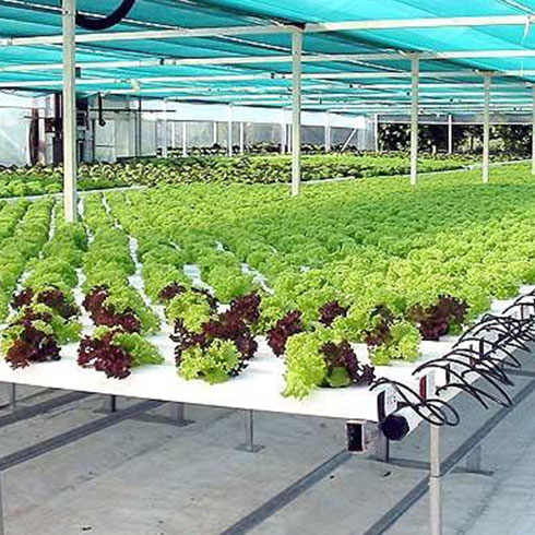 愛心農場芽苗菜產品-苜蓿芽苗菜