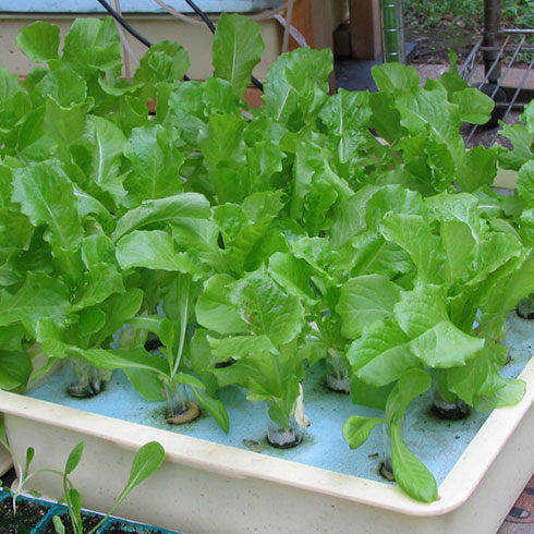 愛心農場芽苗菜產品-萵筍苗芽菜