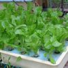 愛心農場芽苗菜產品-萵筍苗芽菜