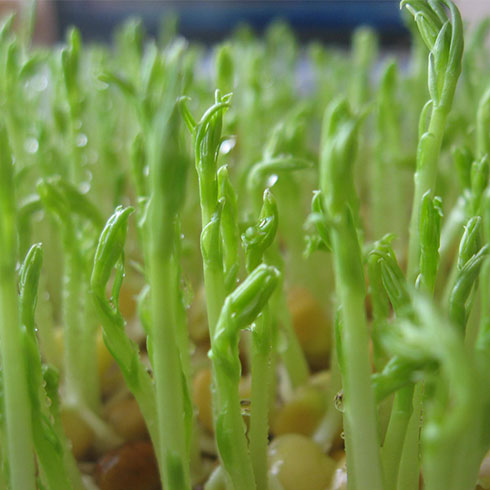 愛心農場芽苗菜產品-相思豆芽苗菜