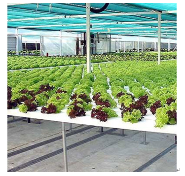 中農藍天有機芽苗菜產品-有機豆芽菜