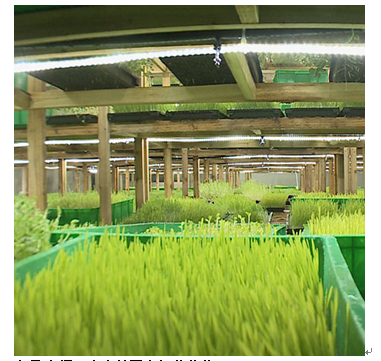 中農(nóng)藍天有機芽苗菜產(chǎn)品-空心菜苗