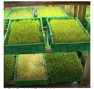 中農(nóng)藍天有機芽苗菜產(chǎn)品-活體芽苗菜