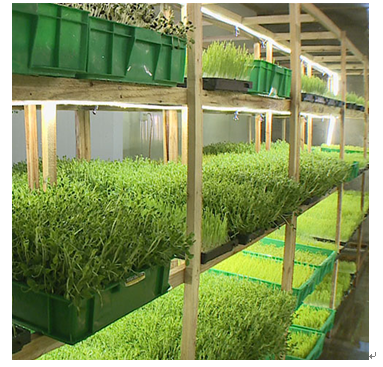 中農藍天有機芽苗菜產品-松柳苗