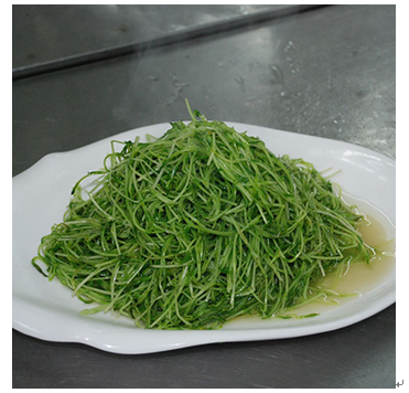 中農(nóng)藍天有機芽苗菜產(chǎn)品-小麥芽