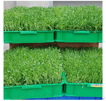 中農藍天有機芽苗菜產品-香椿苗