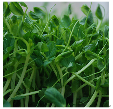 中農藍天有機芽苗菜產品-豌豆芽苗菜