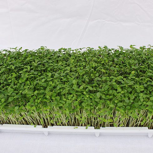 蔬心園芽苗菜產品-香椿苗芽苗菜