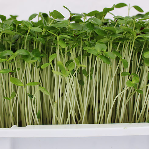 蔬心園芽苗菜產品-葵花苗芽苗菜