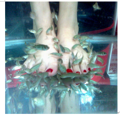 魚之情香薰魚療養生產品-魚療館