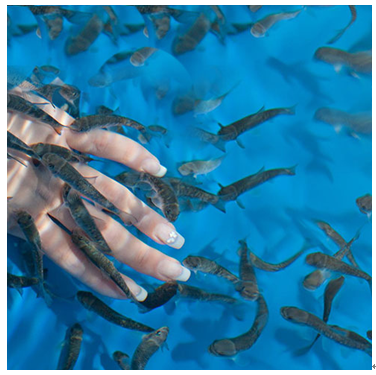 魚之情香薰魚療養生產品-香薰魚療館