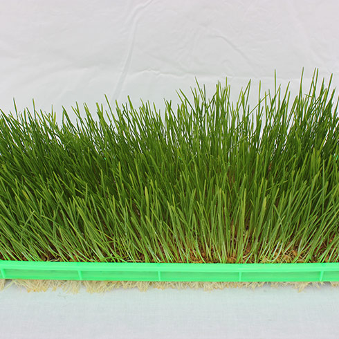 蔬心園芽苗菜產品-小麥芽苗菜