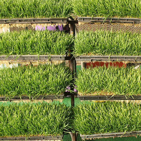 蔬心園芽苗菜產品-大麥苗芽苗菜