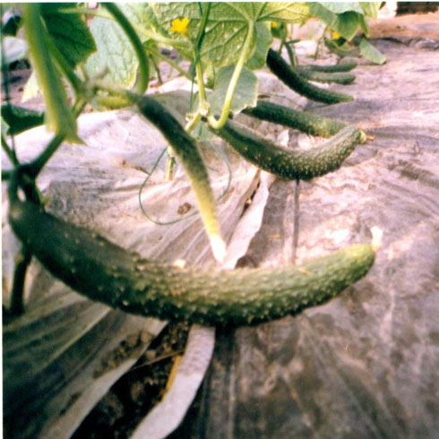 中農共信有機瓜菜工廠-黃瓜