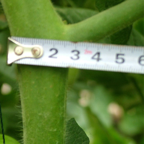 中農共信有機瓜菜工廠-豐產系列