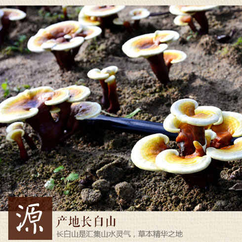 靈芝產于長白山