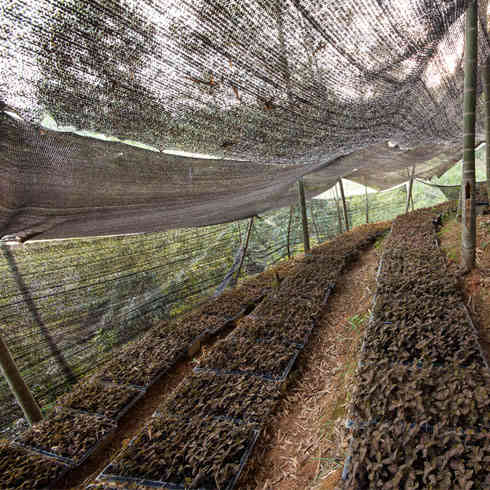 本草春生態養生基地