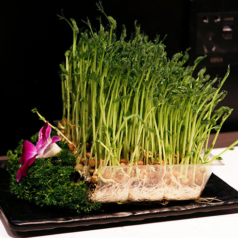 三不牛腩火鍋-自發豆苗菜